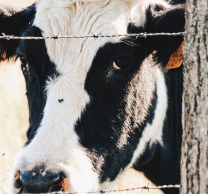 Waiting for death: a cow behind a barbed wire fence. Photo by yarne fiten on Unsplash.