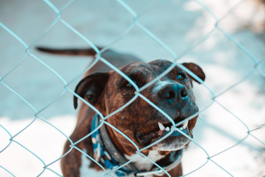 Photo of caged dangerous dog. Photo by Osvaldo Florez on Unsplash.