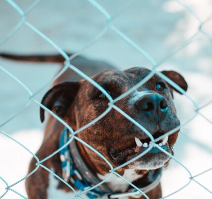 Photo of caged dangerous dog. Photo by Osvaldo Florez on Unsplash.